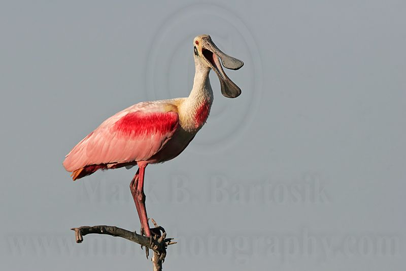 _MG_0835 Roseate Spoonbill.jpg
