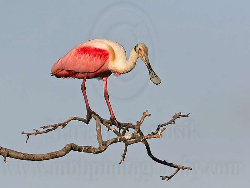 _MG_0894 Roseate Spoonbill.jpg