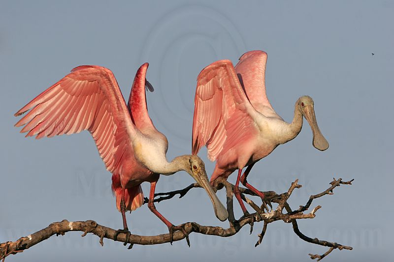 _MG_1042 Roseate Spoonbill.jpg