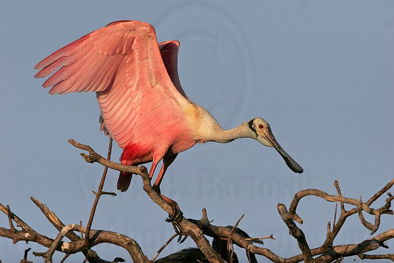 _MG_1114 Roseate Spoonbill.jpg