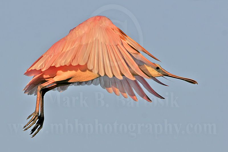 _MG_1224 Roseate Spoonbill.jpg