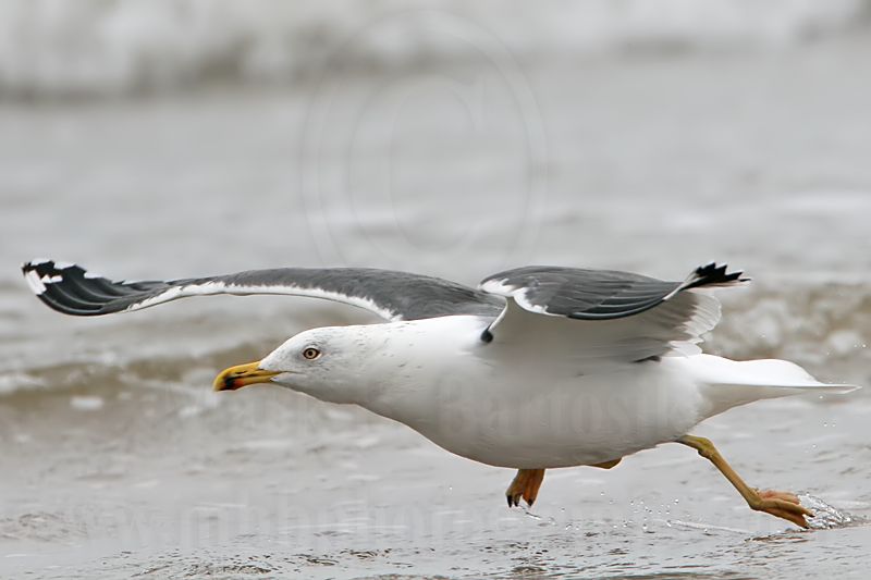 _MG_7279 Lesser Black-backed Gull.jpg