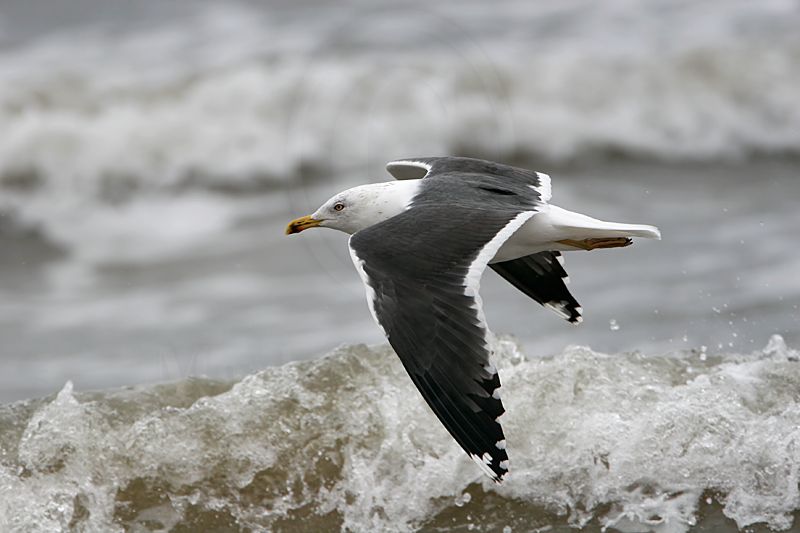_MG_7291 Lesser Black-backed Gull.jpg