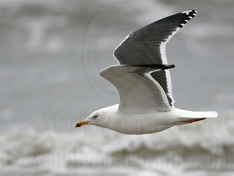 _MG_7294 Lesser Black-backed Gull.jpg