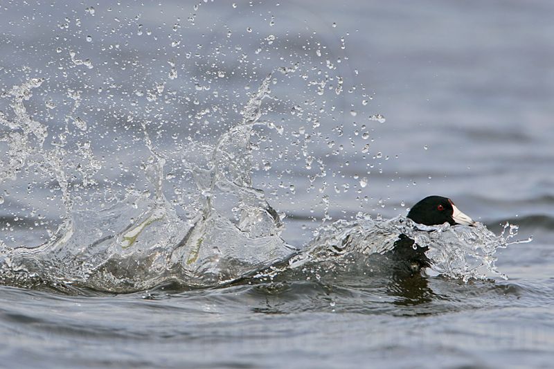 _MG_6805 American Coot.jpg