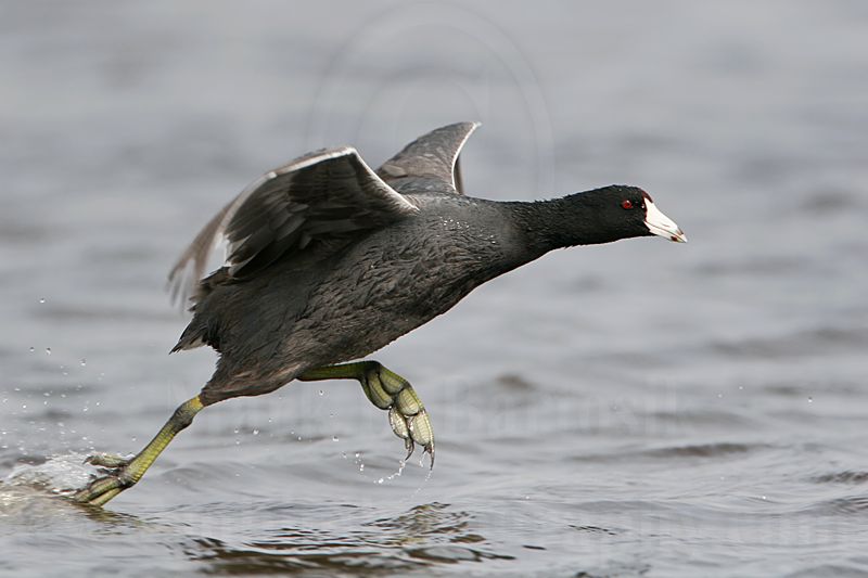 _MG_6838 American Coot.jpg