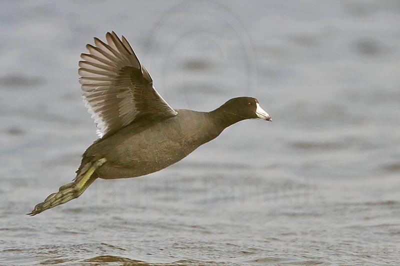 _MG_6845 American Coot.jpg