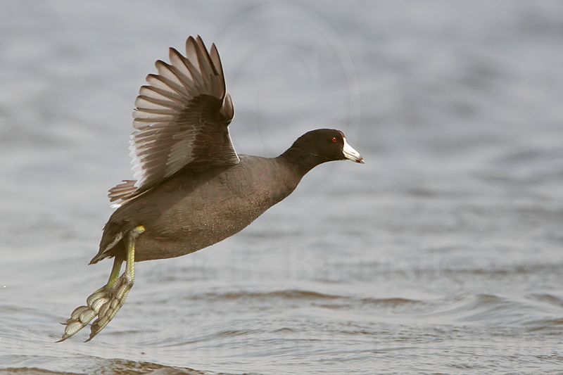 _MG_6847 American Coot.jpg