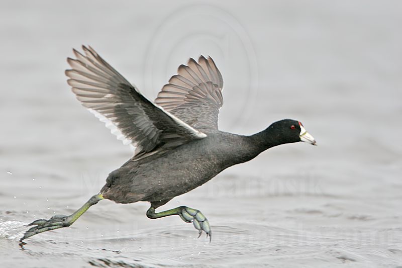 _MG_6880 American Coot.jpg
