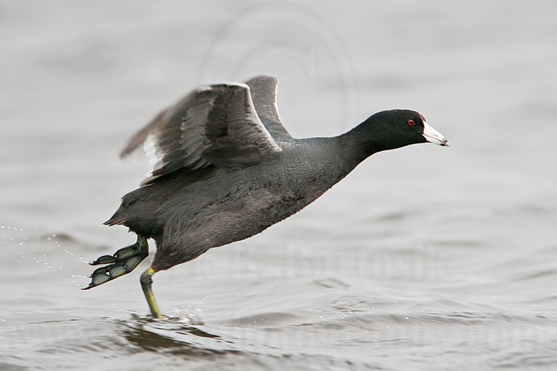 _MG_6889 American Coot.jpg
