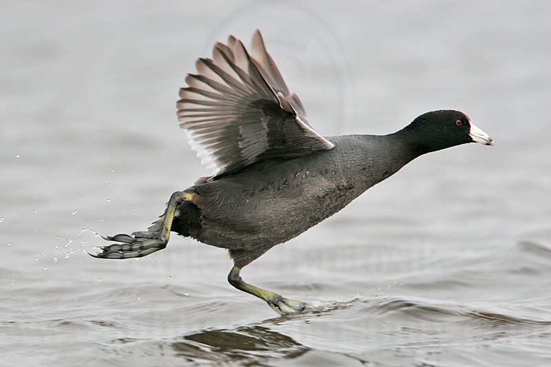 _MG_6892 American Coot.jpg