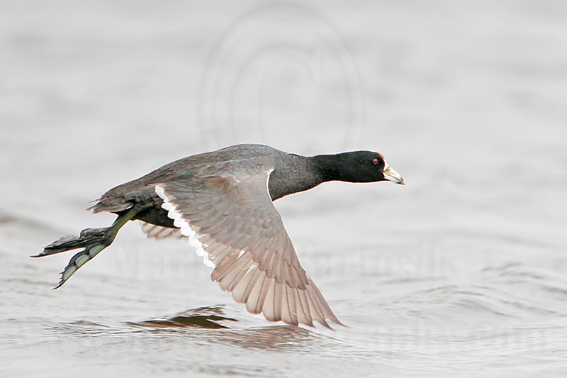_MG_6950 American Coot.jpg