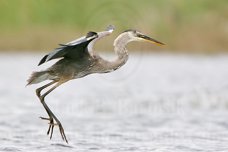 _MG_7545 Great Blue Heron.jpg