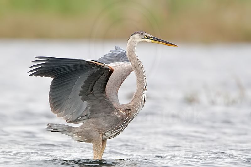 _MG_7548 Great Blue Heron.jpg