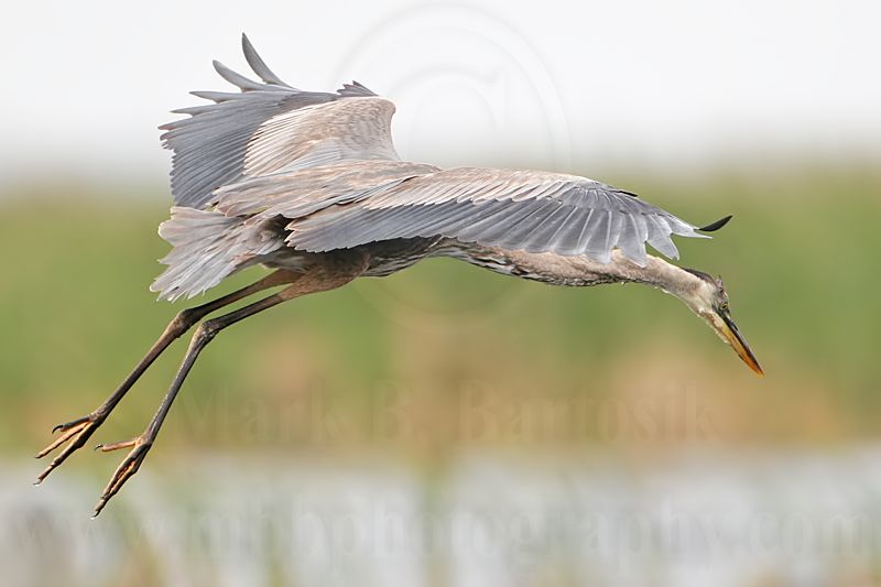 _MG_7604 Great Blue Heron.jpg