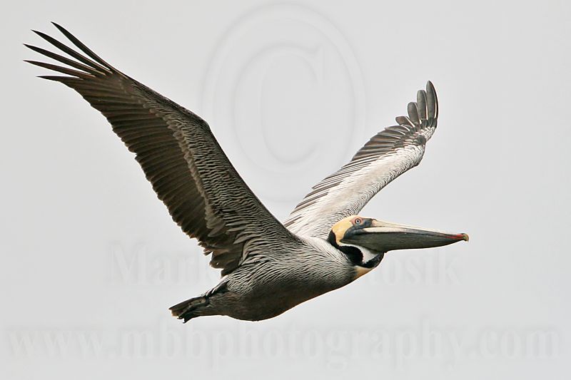 _MG_7044 Brown Pelican.jpg