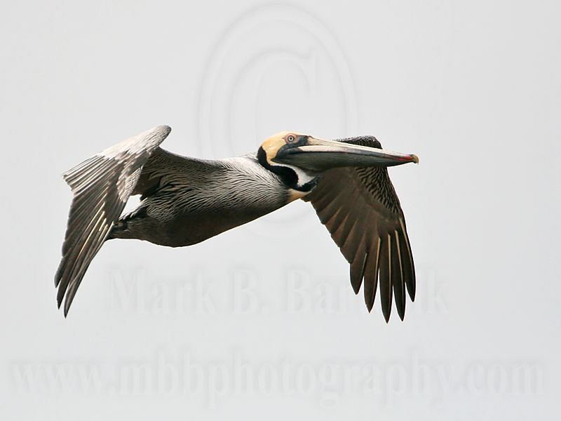 _MG_7045 Brown Pelican.jpg
