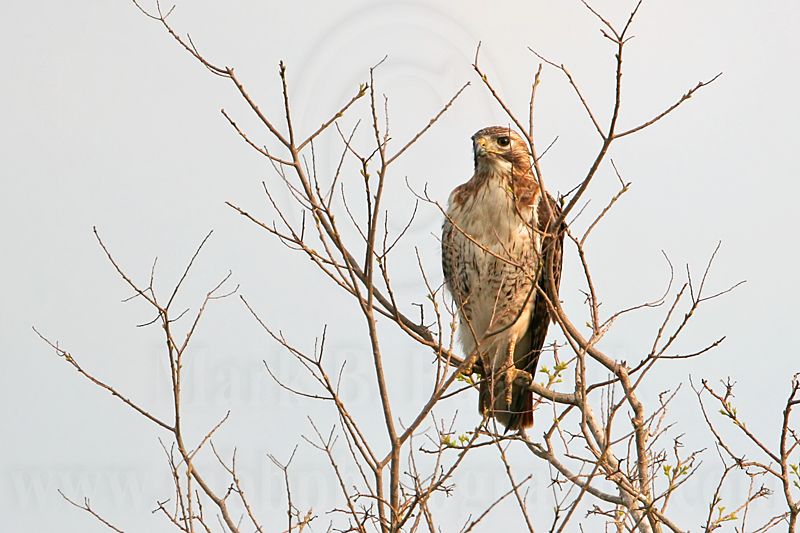 _MG_6643 Red-tailed Hawk.jpg