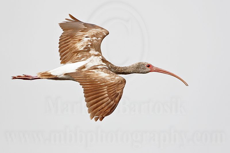 _MG_7553 White Ibis.jpg