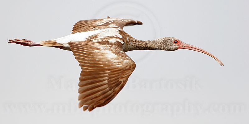 _MG_7557 White Ibis.jpg