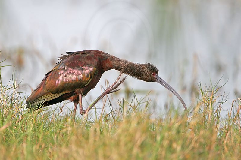 _MG_6656 White-faced Ibis.jpg
