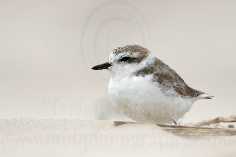 _MG_7104 Snowy Plover.jpg