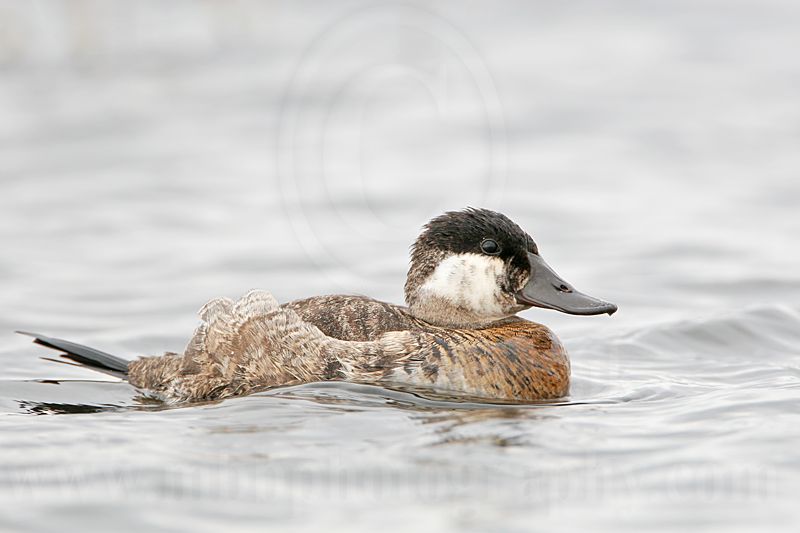 _MG_7369 Rudy Duck.jpg
