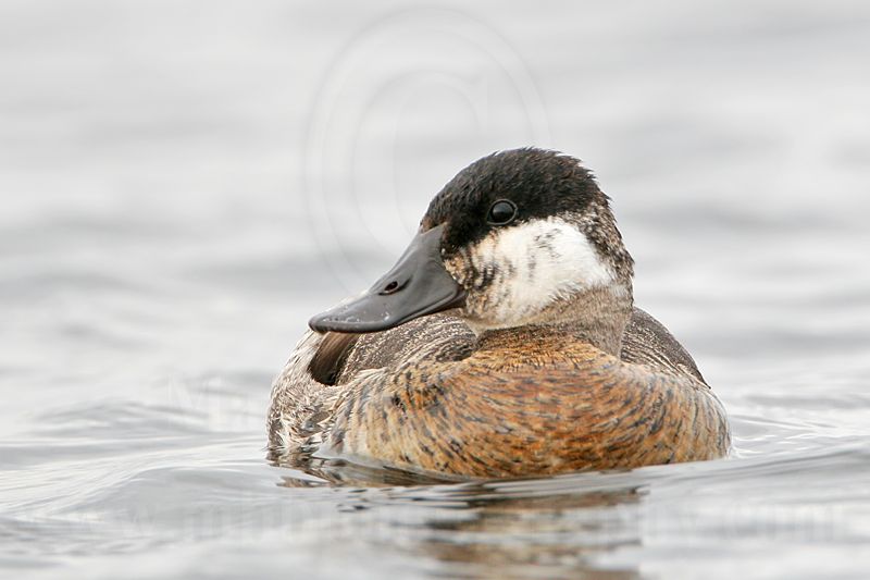 _MG_7395 Rudy Duck.jpg