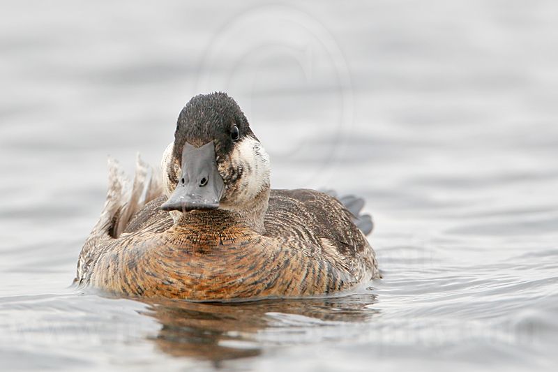 _MG_7403 Rudy Duck.jpg