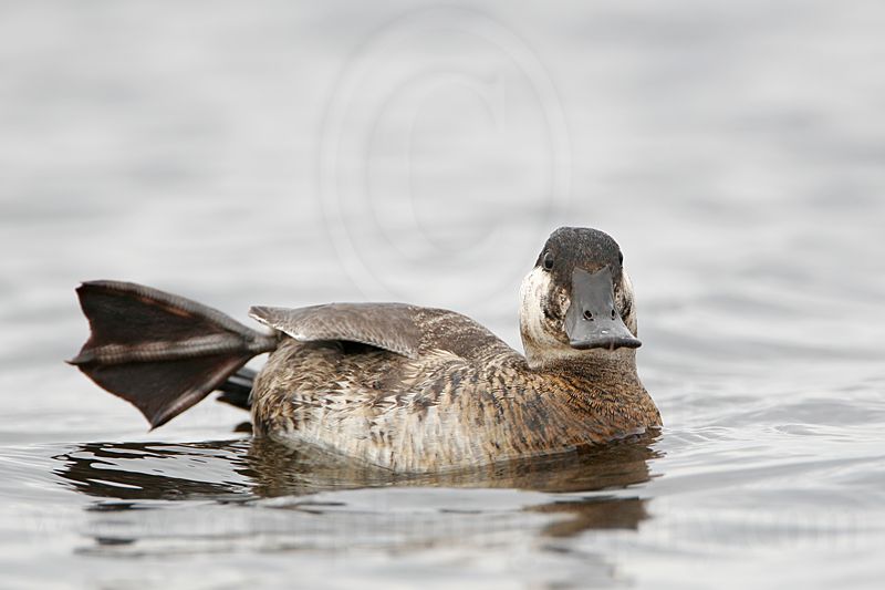_MG_7407 Rudy Duck.jpg
