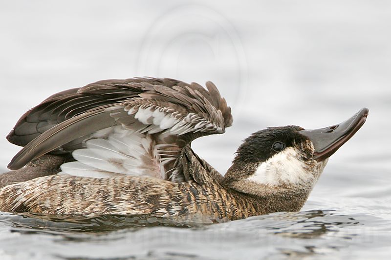 _MG_7419 Rudy Duck.jpg