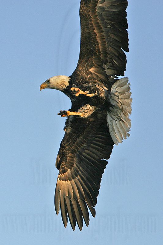 _MG_3240 Bald Eagle.jpg