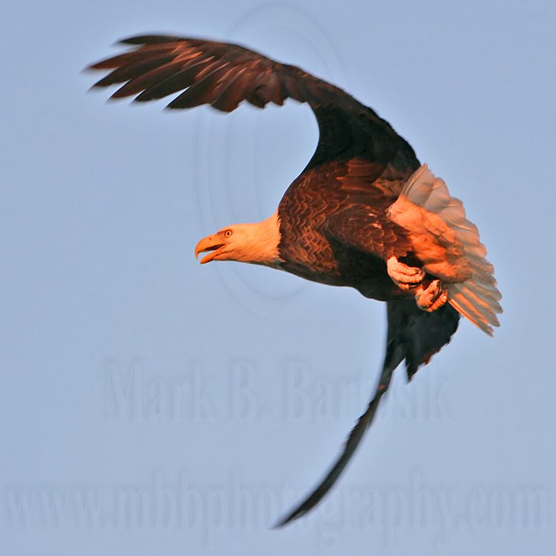 _MG_4804 Bald Eagle.jpg