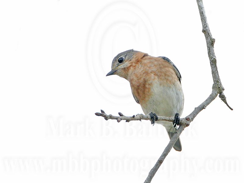 _MG_5338 Eastern Bluebird .jpg