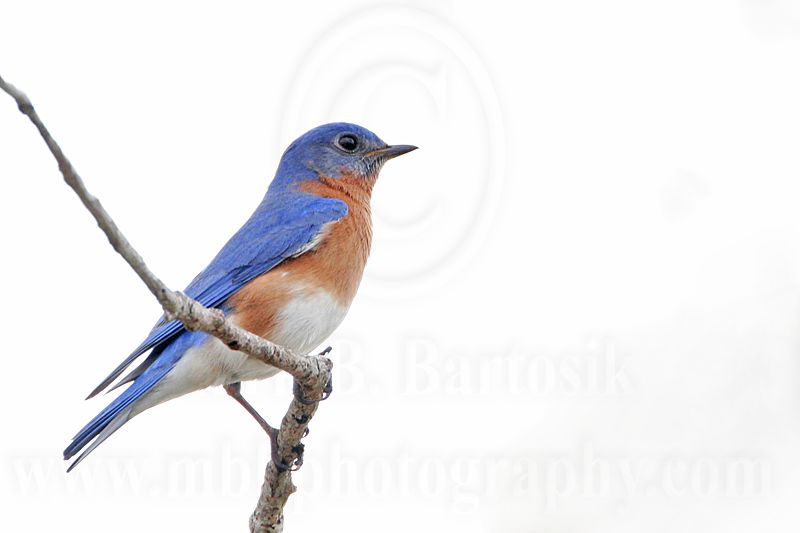 _MG_5343 Eastern Bluebird .jpg