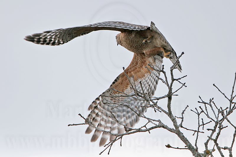 _MG_5921 Red-shouldered Hawk.jpg