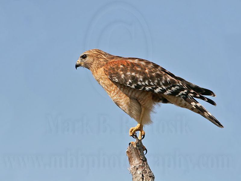 _MG_6003 Red-shouldered Hawk.jpg