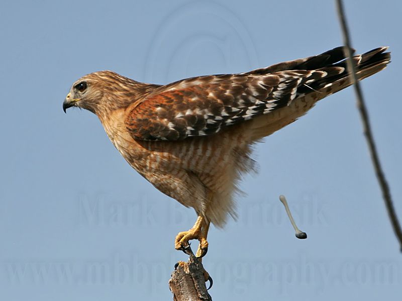 _MG_6007 Red-shouldered Hawk.jpg