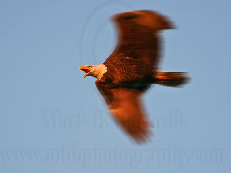 _MG_4827 Bald Eagle.jpg