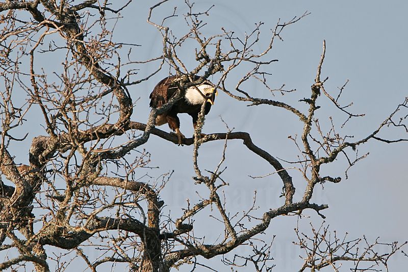 _MG_6476 Bald Eagle.jpg