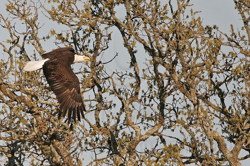 _MG_6521 Bald Eagle.jpg