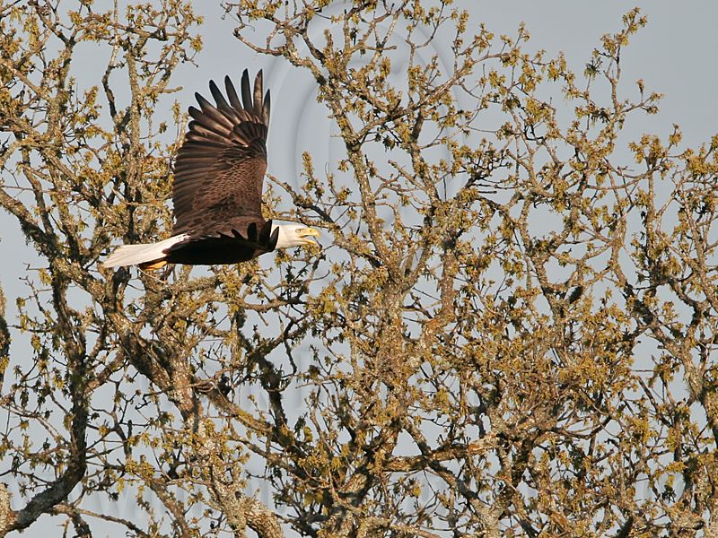 _MG_6522 Bald Eagle.jpg