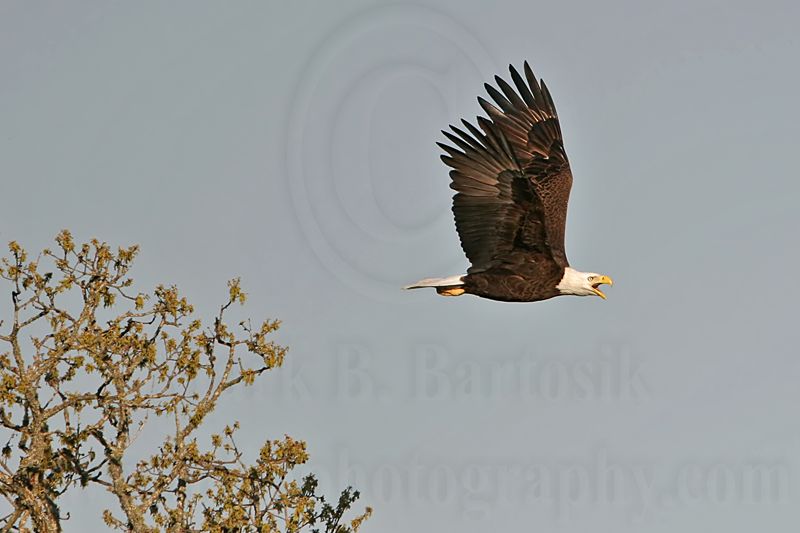 _MG_6523 Bald Eagle.jpg