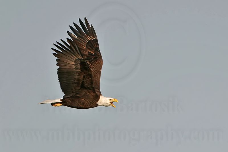 _MG_6523crop Bald Eagle.jpg