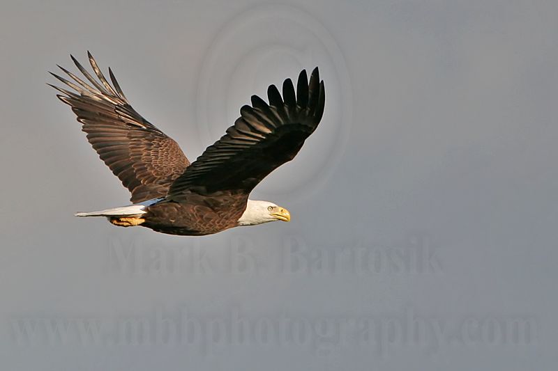 _MG_6540 Bald Eagle.jpg