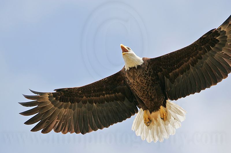 _MG_9378 Bald Eagle.jpg