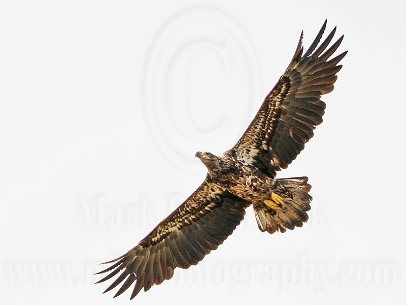 _MG_9475 Bald Eagle.jpg