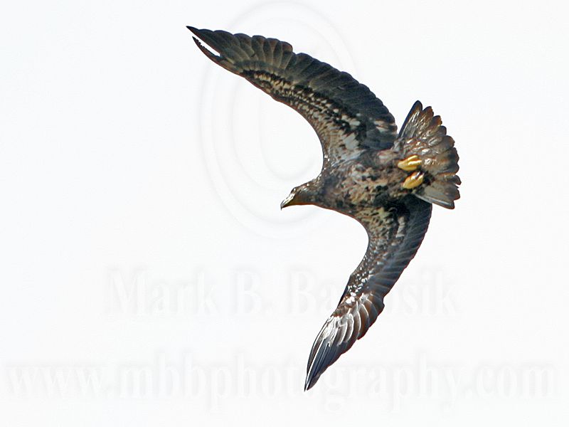 _MG_9480 Bald Eagle.jpg