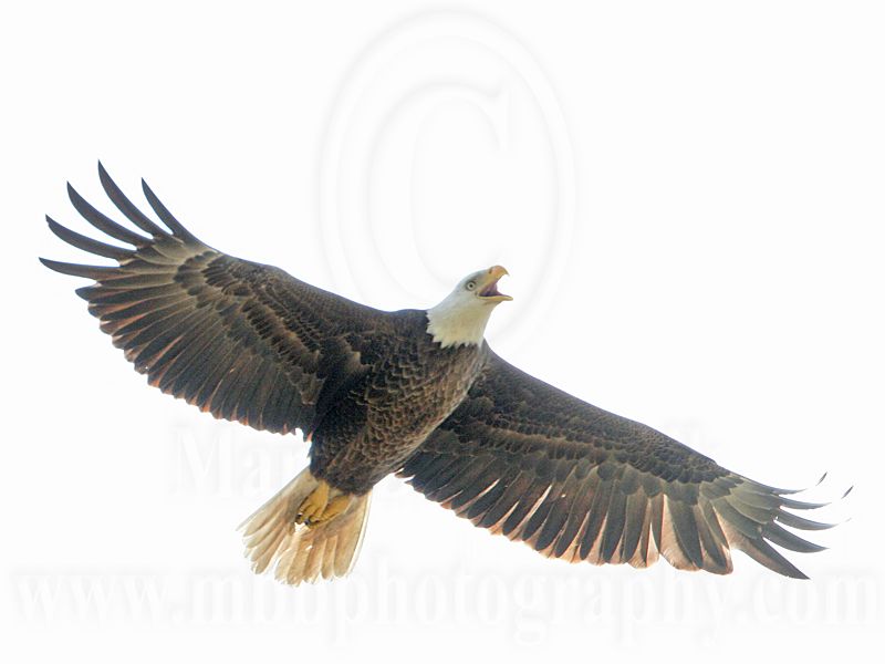 _MG_9943 Bald Eagle.jpg