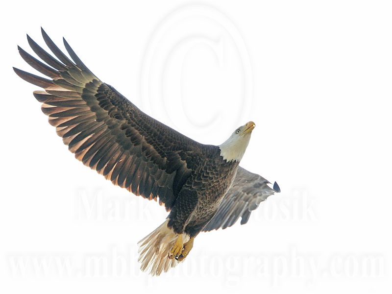 _MG_9945 Bald Eagle.jpg